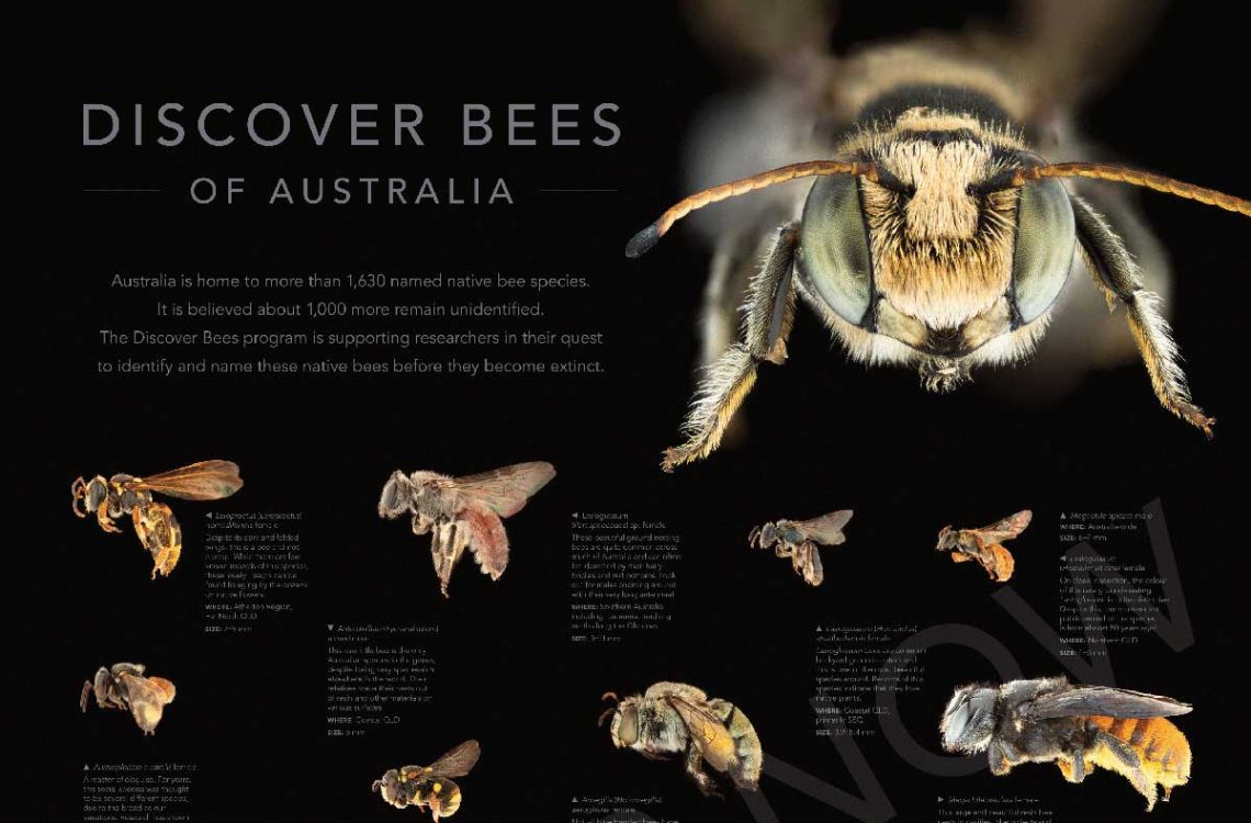 WBF046-Discover-Bees-Poster-V05-Order-Now-1